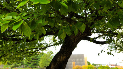 The Survivor Tree: Witness to Tragedy, Symbol of Strength