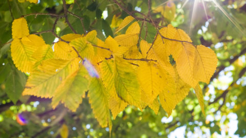 Lorem Ipsum Dolor Sit