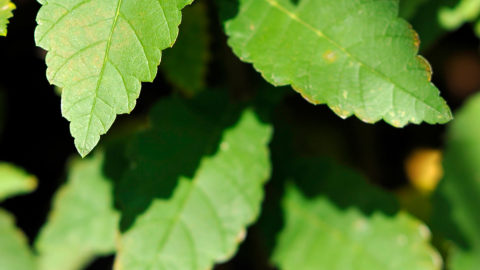 Lorem Ipsum Dolor Sit