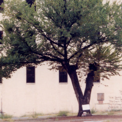 The Survivor Tree – Then