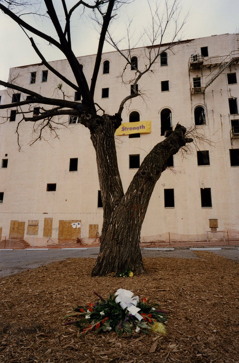 Damaged tree in the months after the bombing.
