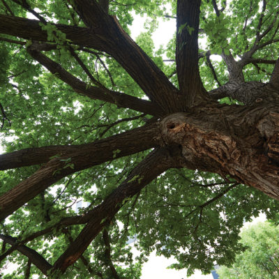 The Survivor Tree – Tomorrow